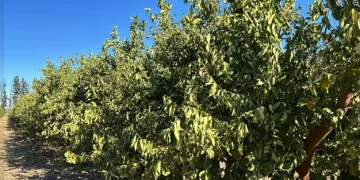 Exceptional Cold Causes Significant Damage to South Africa’s Winter Vegetables and Citrus Crops