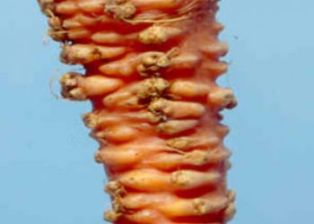 Meloidogyne chitwoodi and Meloidogyne fallax are a threat to vegetable production