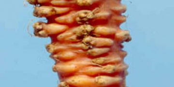 Meloidogyne chitwoodi and Meloidogyne fallax are a threat to vegetable production