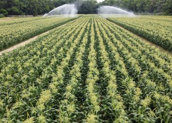 New Jersey Sweet Corn: Navigating a Season of High Demand and Strong Yields