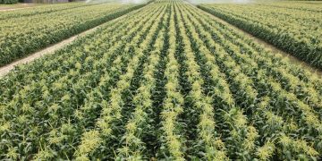 New Jersey Sweet Corn: Navigating a Season of High Demand and Strong Yields