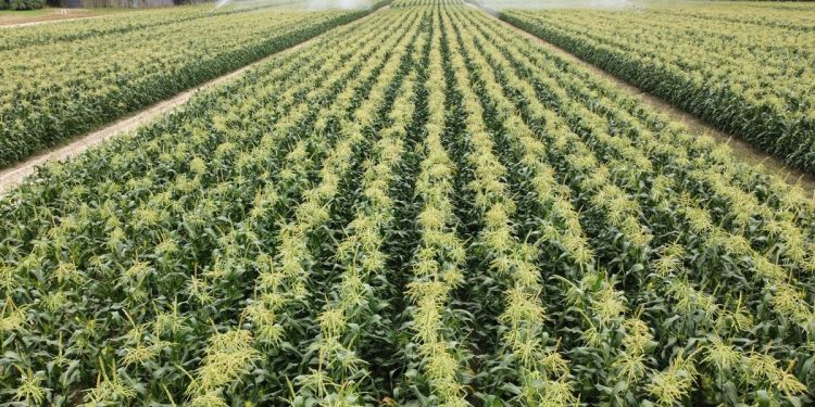 New Jersey Sweet Corn: Navigating a Season of High Demand and Strong Yields