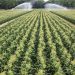 New Jersey Sweet Corn: Navigating a Season of High Demand and Strong Yields