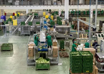 Optimism for the Second Half of the Year: Opoa Marsia’s Approach to Carrot Market Challenges