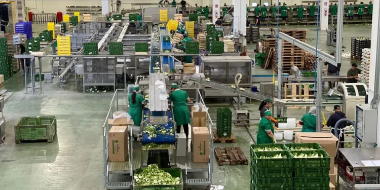 Optimism for the Second Half of the Year: Opoa Marsia’s Approach to Carrot Market Challenges