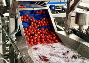 New Zealand Tomato Exports to Australia Resume After Two-Year Suspension