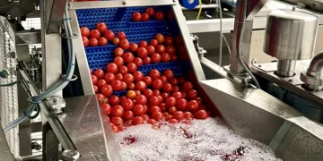 New Zealand Tomato Exports to Australia Resume After Two-Year Suspension