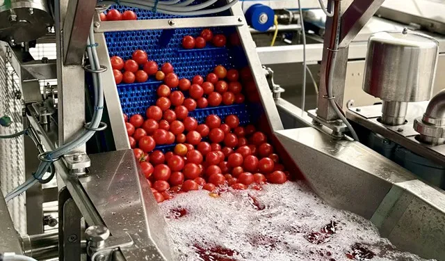 New Zealand Tomato Exports to Australia Resume After Two-Year Suspension