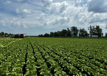 Quebec Sees Strong Lettuce Yields and Improved Market Conditions This Season