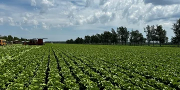 Quebec Sees Strong Lettuce Yields and Improved Market Conditions This Season