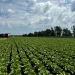 Quebec Sees Strong Lettuce Yields and Improved Market Conditions This Season
