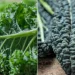Plentiful Kale Supply from California: Opportunities and Challenges
