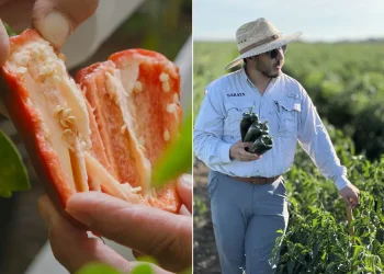 The Surge in Hot Pepper Consumption: Drivers and Opportunities