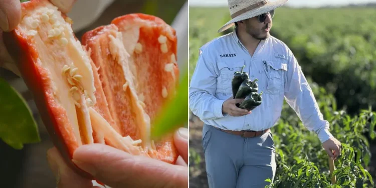 The Surge in Hot Pepper Consumption: Drivers and Opportunities