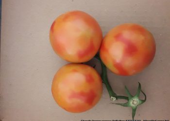 Pest alert: 3 cases of Tomato brown rugose fruit virus infestation in imported regulated articles