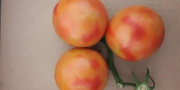 Pest alert: 3 cases of Tomato brown rugose fruit virus infestation in imported regulated articles