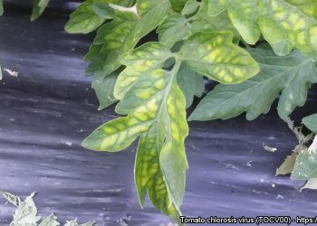 Tomato chlorosis virus (TOCV00)