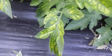 Tomato chlorosis virus (TOCV00)