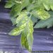 Tomato chlorosis virus (TOCV00)