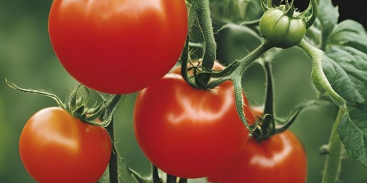 Boron toxicity in tomato plants: effect on resilience to abiotic stresses