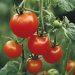 Boron toxicity in tomato plants: effect on resilience to abiotic stresses