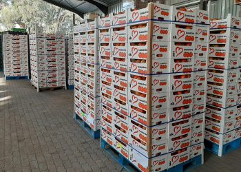 Striving for Fairness: South African Tomato Growers Call for Equity with Namibian Counterparts