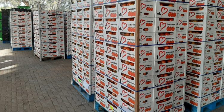Striving for Fairness: South African Tomato Growers Call for Equity with Namibian Counterparts