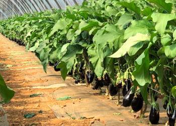 Challenges in the Eggplant Market: Pricing Pressures and Consumer Demand
