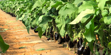 Challenges in the Eggplant Market: Pricing Pressures and Consumer Demand