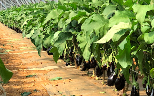 Challenges in the Eggplant Market: Pricing Pressures and Consumer Demand