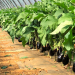 Challenges in the Eggplant Market: Pricing Pressures and Consumer Demand