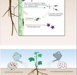 Biocontrol mechanisms of Bacillus: Improving the efficiency of green agriculture