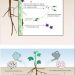 Biocontrol mechanisms of Bacillus: Improving the efficiency of green agriculture