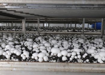 Boosting Mushroom Consumption: Insights from the Mushroom Interprofession