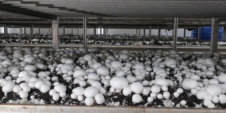 Boosting Mushroom Consumption: Insights from the Mushroom Interprofession