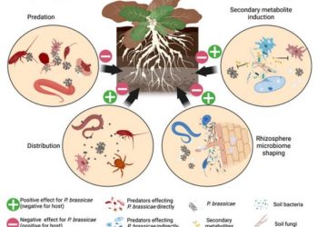 Soil microbiome: possible mitigation of  clubroot infestation