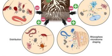 Soil microbiome: possible mitigation of clubroot infestation