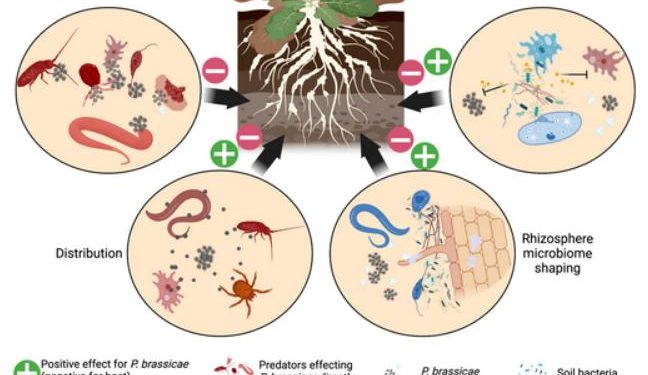Soil microbiome: possible mitigation of clubroot infestation