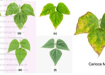 Some aspects of resistance to main pathogens of common bean: results of genome-wide association study
