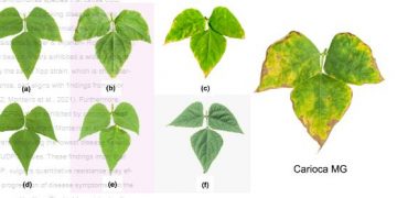 Some aspects of resistance to main pathogens of common bean: results of genome-wide association study