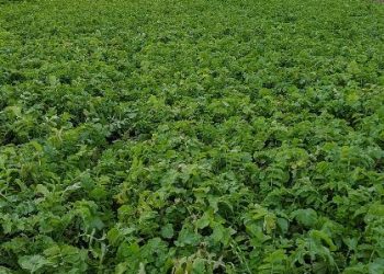 Cover crops for integrated pest management