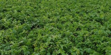 Cover crops for integrated pest management