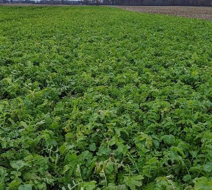 Cover crops for integrated pest management