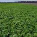 Cover crops for integrated pest management