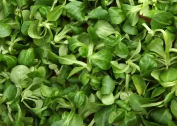 Summer Surge: Insights into the Lamb’s Lettuce Market