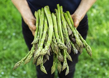 EU Grants PGI Status to “Green Asparagus of Guadalajara”