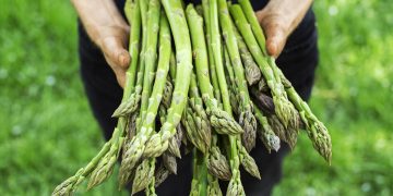 EU Grants PGI Status to “Green Asparagus of Guadalajara”