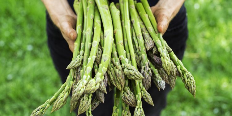 EU Grants PGI Status to “Green Asparagus of Guadalajara”