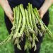 EU Grants PGI Status to “Green Asparagus of Guadalajara”