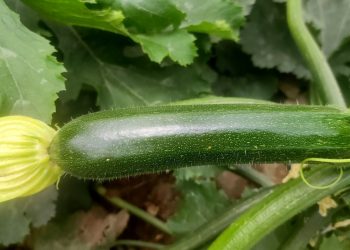Dharma F1 Zucchini: A Resilient Choice for Farmers